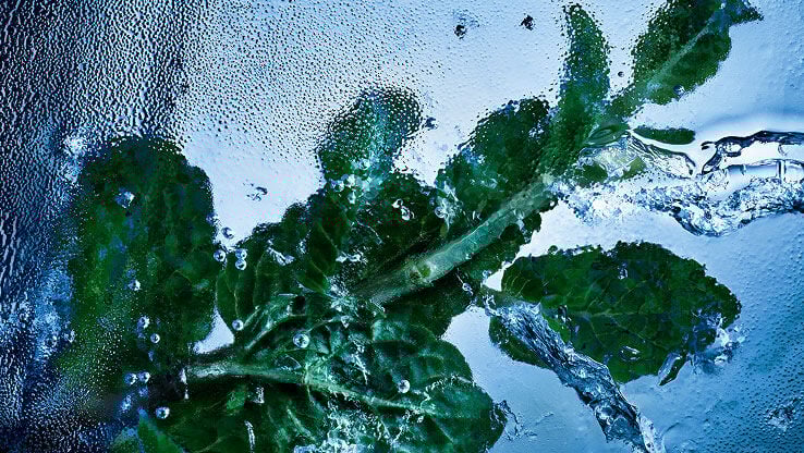 Fresh mint leaves encased in ice and water, symbolizing the 
invigorating essence of YSL Y Eau de Toilette Intense Iced Cologne.