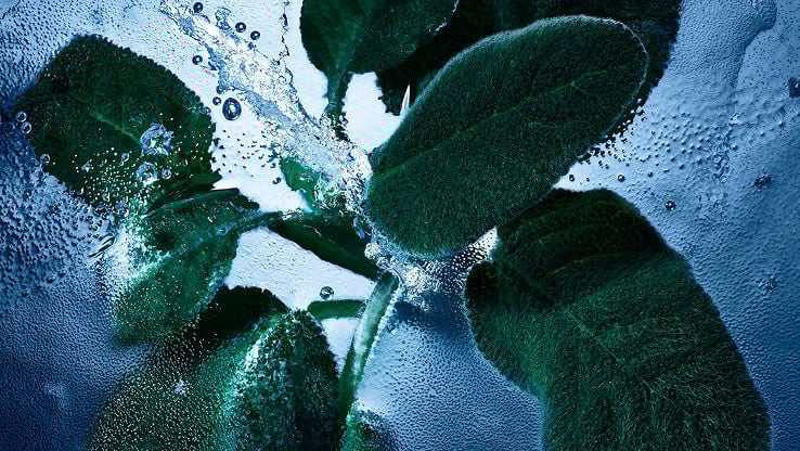 Fresh sage leaves with water and ice, representing the aromatic and 
cool notes of YSL Y Eau de Toilette Intense Iced Cologne.