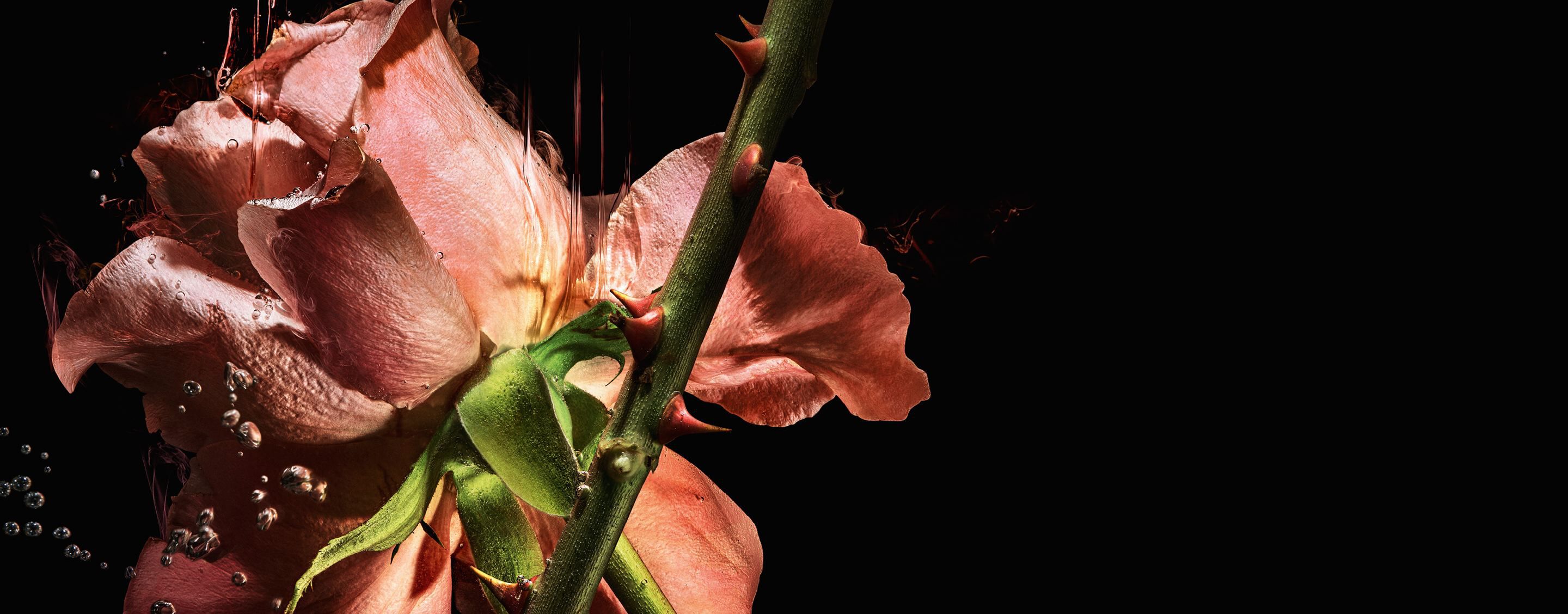 Rose petals and thorned stem bursting with liquid against a dark background, expressing a crisper, woodier, honeyed floral intensity.