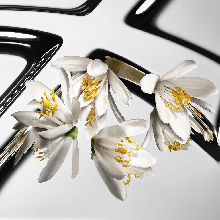Contrasted orange blossom flowers with white petals and yellow hearts on a reflective YSL
Cassandre background.